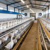Custom Steel Structure Livestock Farm & Warehouse Building, Prefabricated Poultry & Livestock House