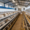 Custom Steel Structure Livestock Farm & Warehouse Building, Prefabricated Poultry & Livestock House